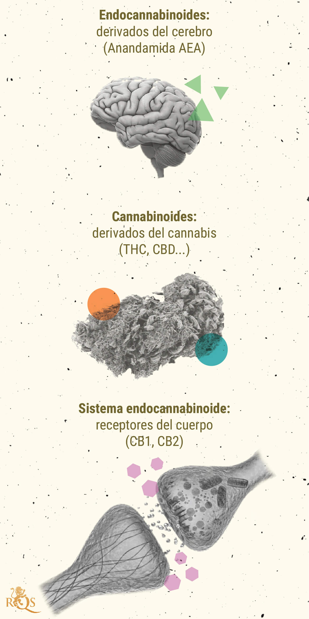 La anandamida y su relación con el THC y el CBD - RQS Blog