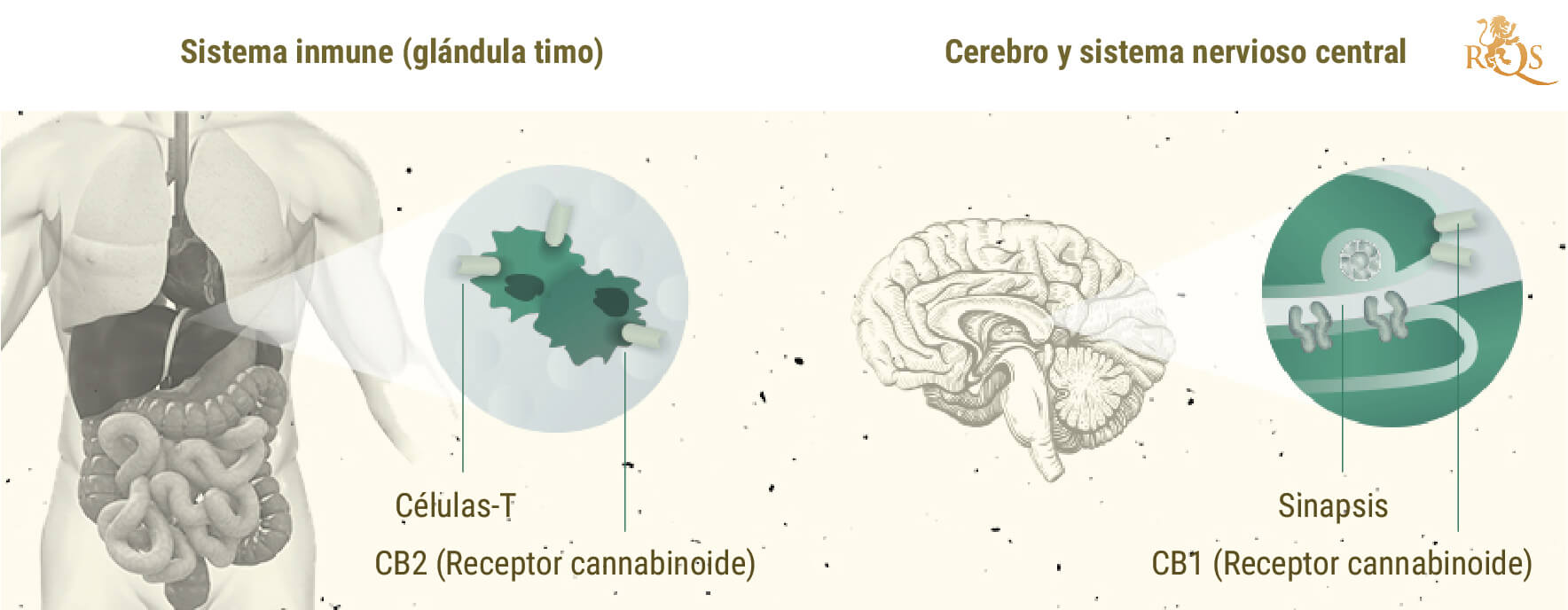 Controversia en torno al efecto séquito