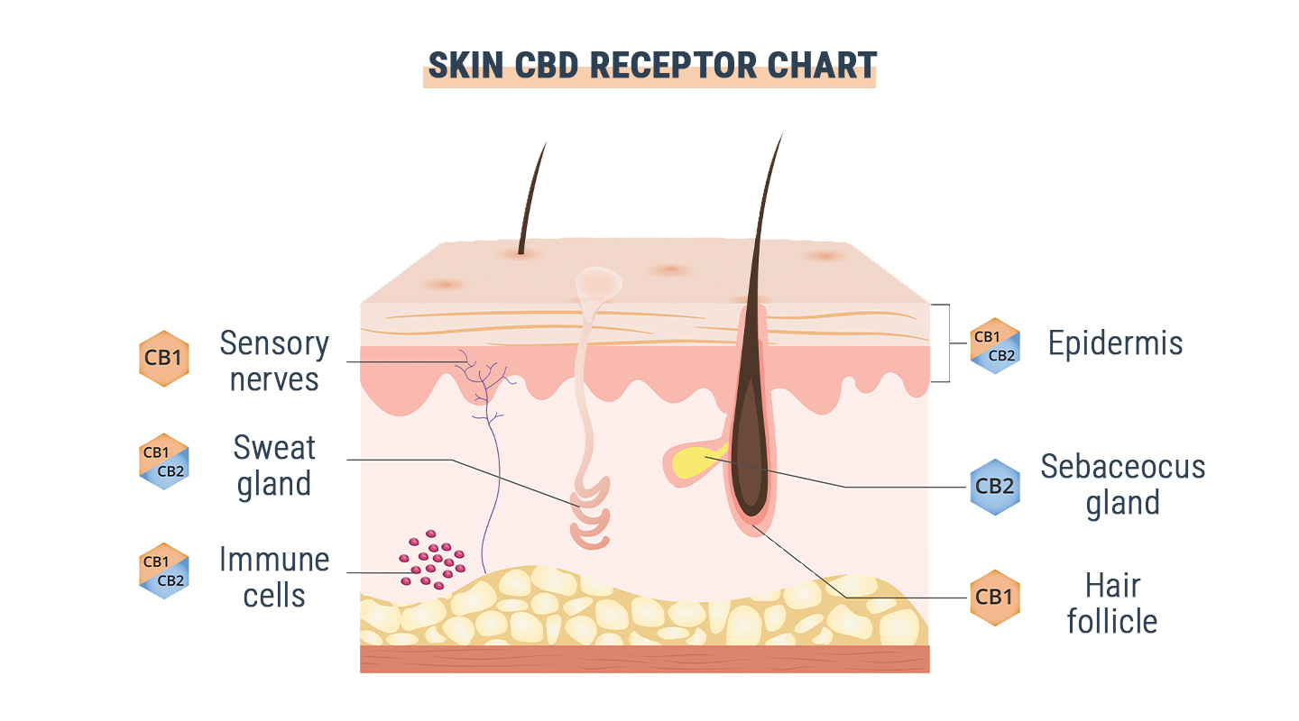 Is GPR55 the Third Cannabinoid Receptor?