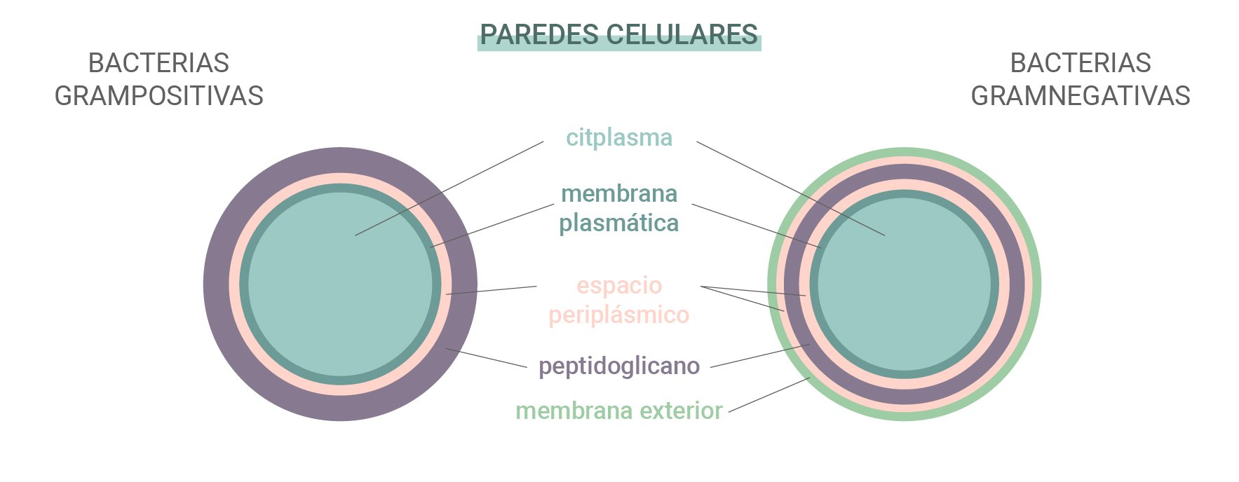 ¿Cómo funcionan los antibióticos?