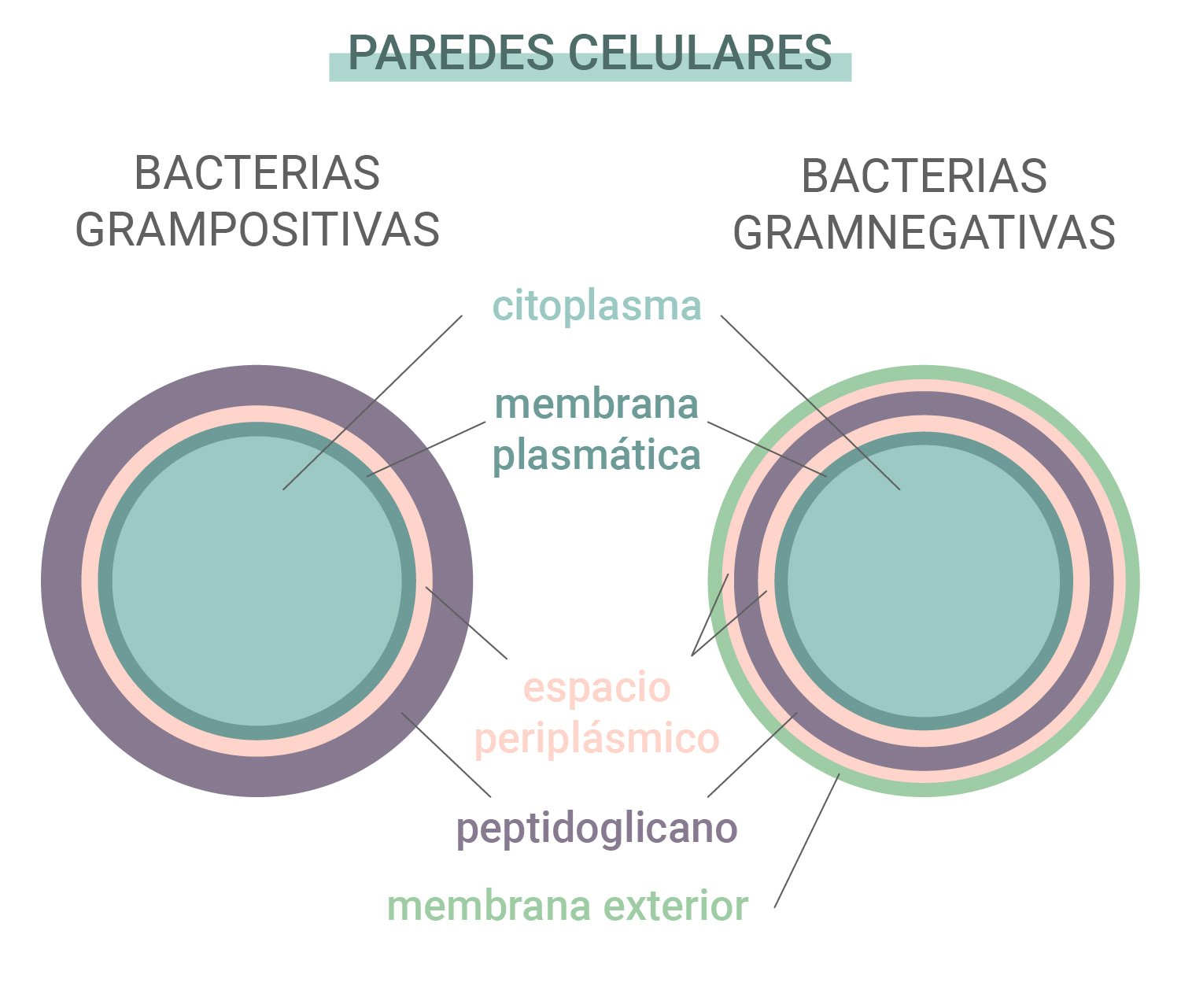 ¿Cómo funcionan los antibióticos?