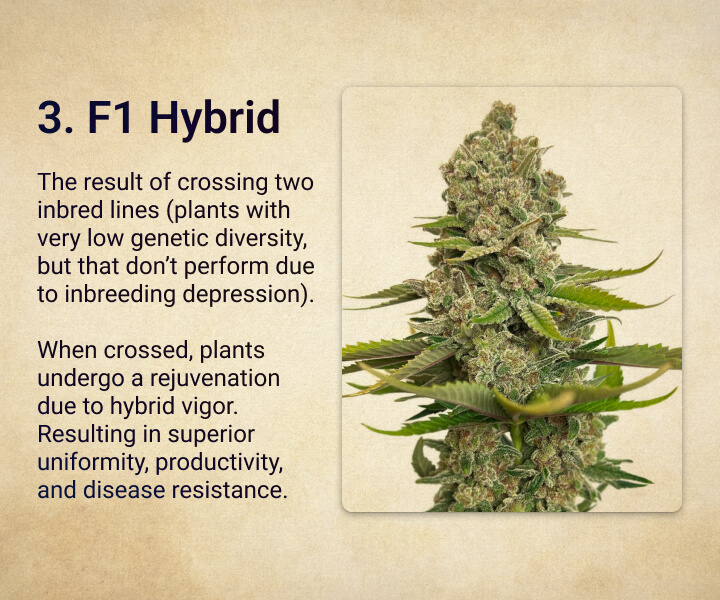 F1 Hybrid