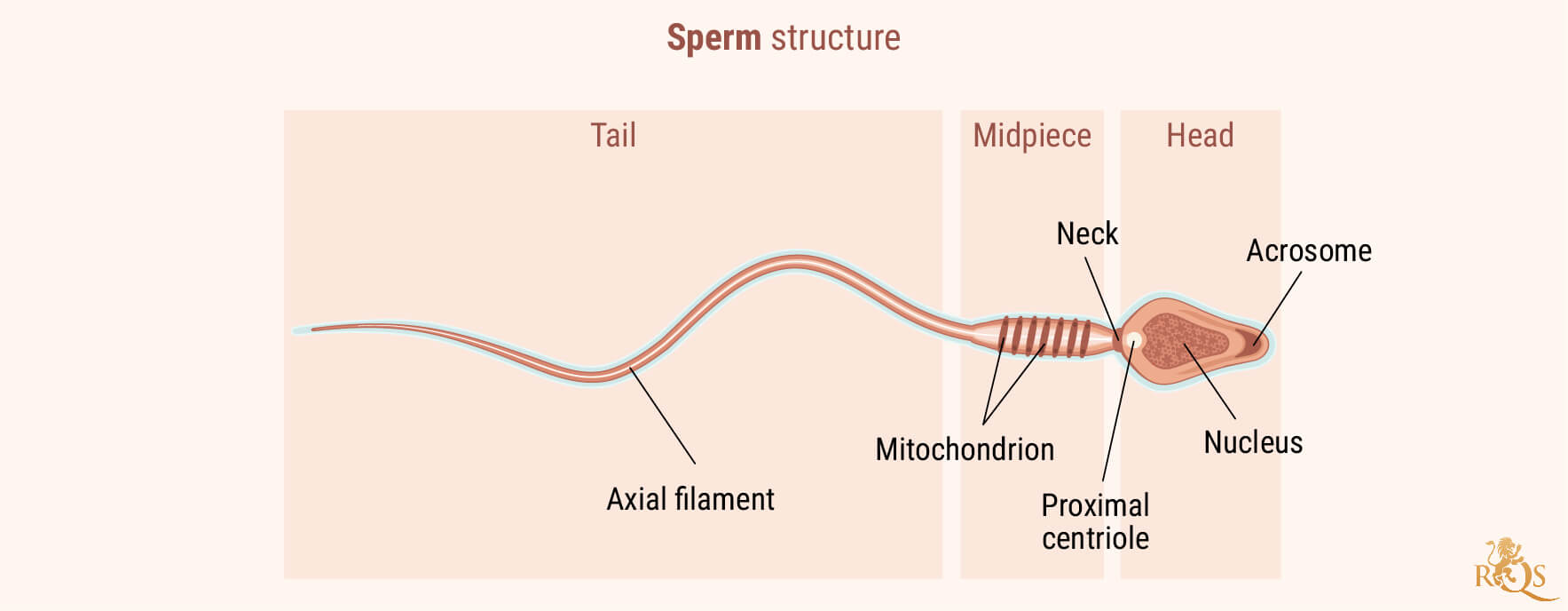 Fertilidad masculina Fertilidad masculina