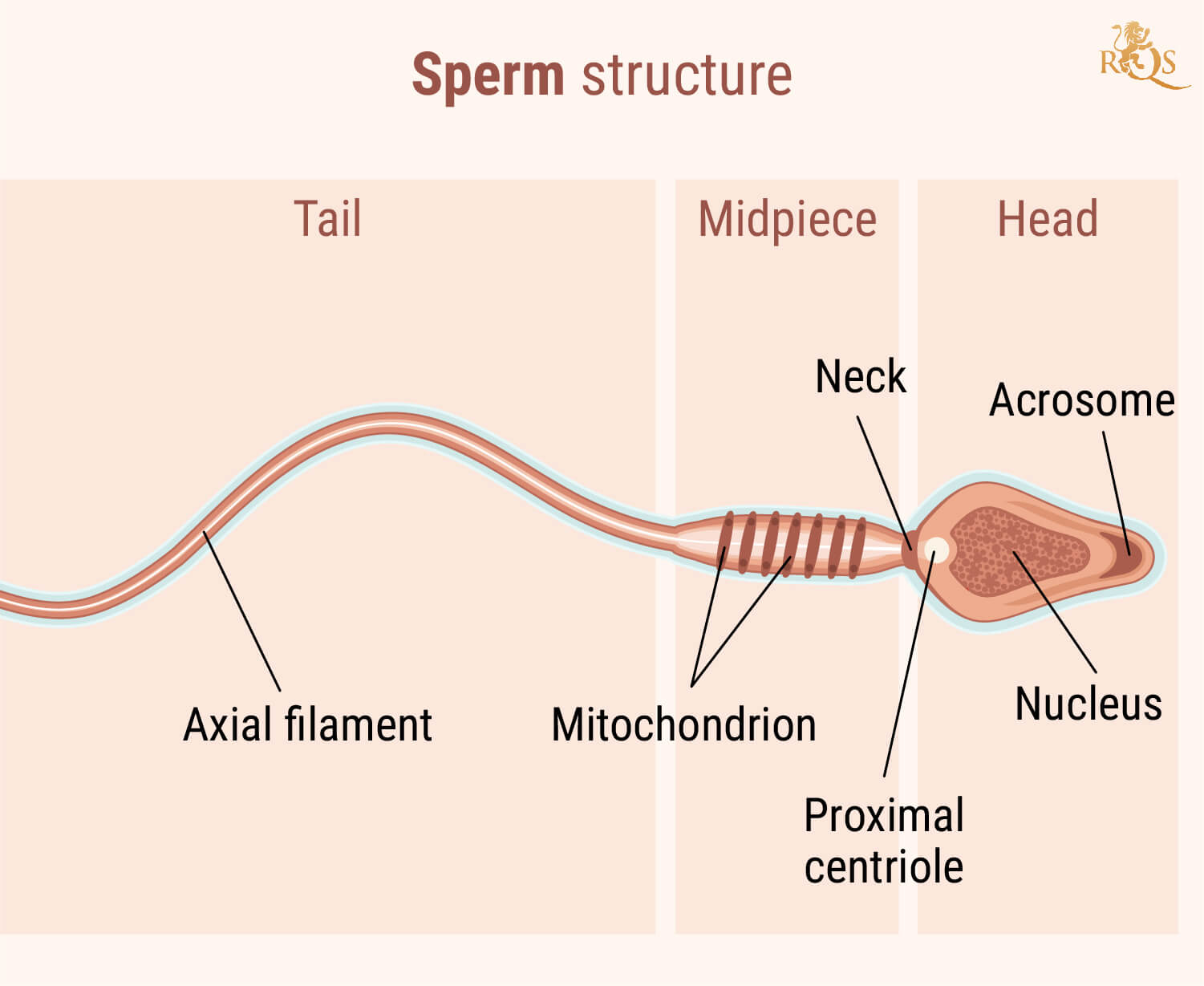 Fertilidad masculina Fertilidad masculina