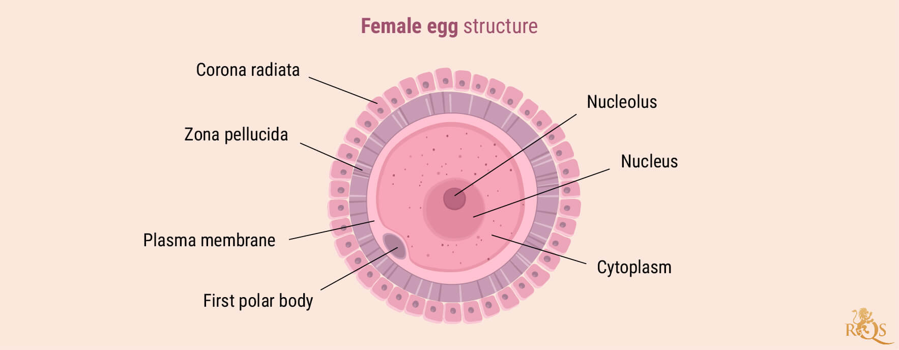 Fertilidad femenina Fertilidad femenina