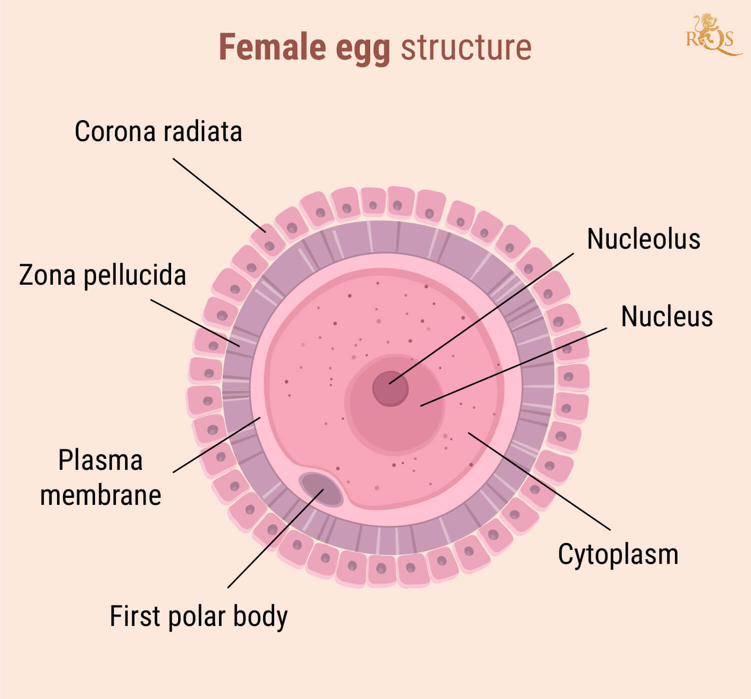 Fertilidad femenina Fertilidad femenina