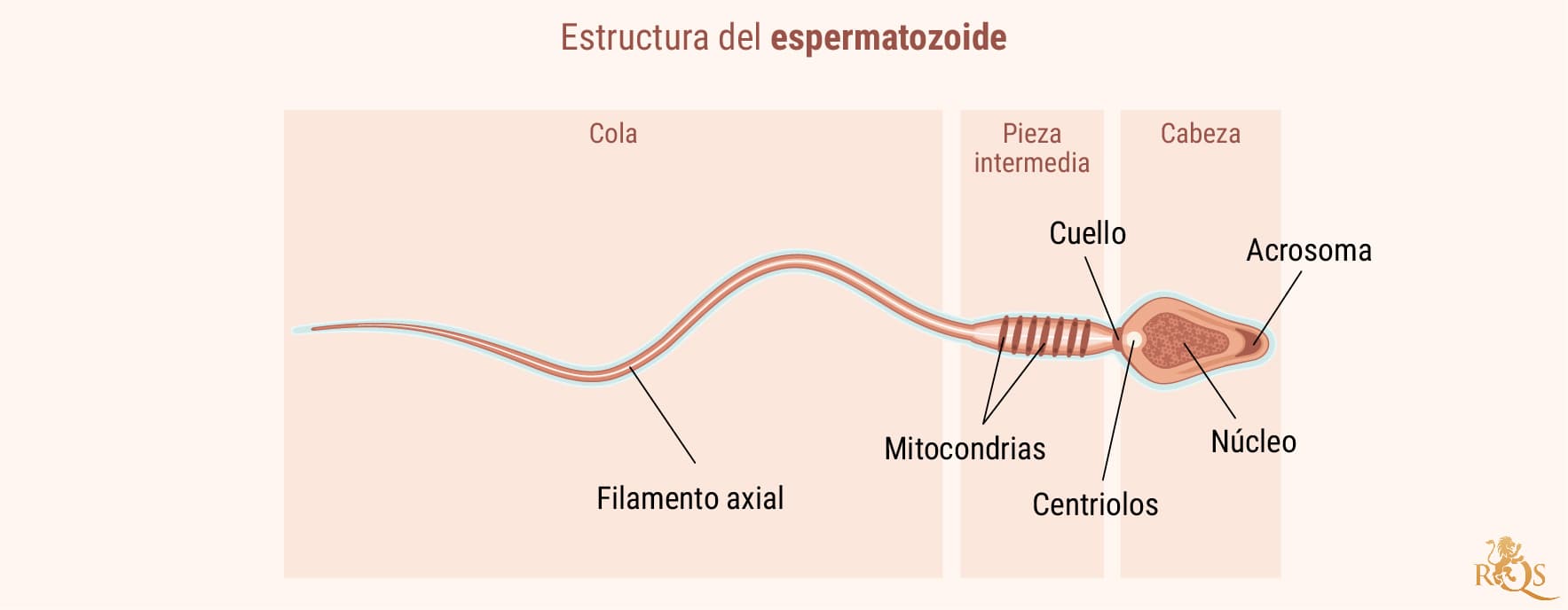 Fertilidad masculina