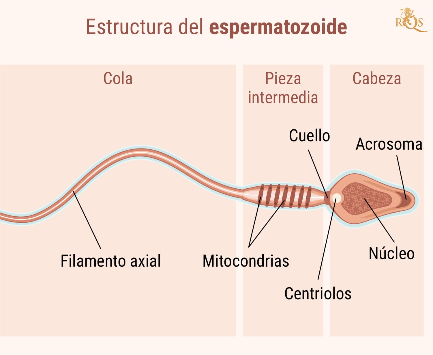 Fertilidad masculina