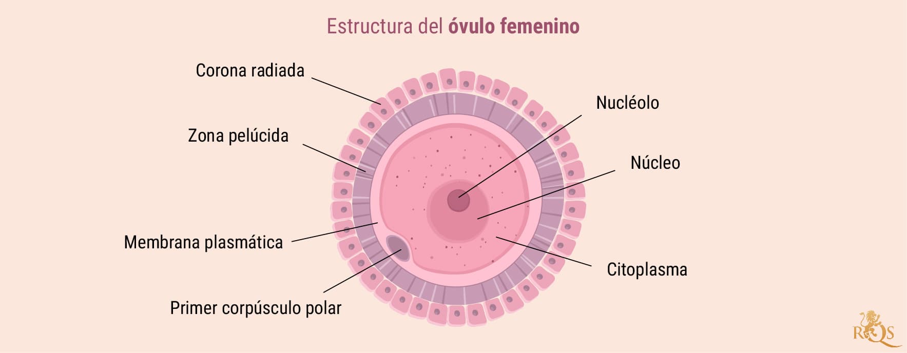 Fertilidad femenina