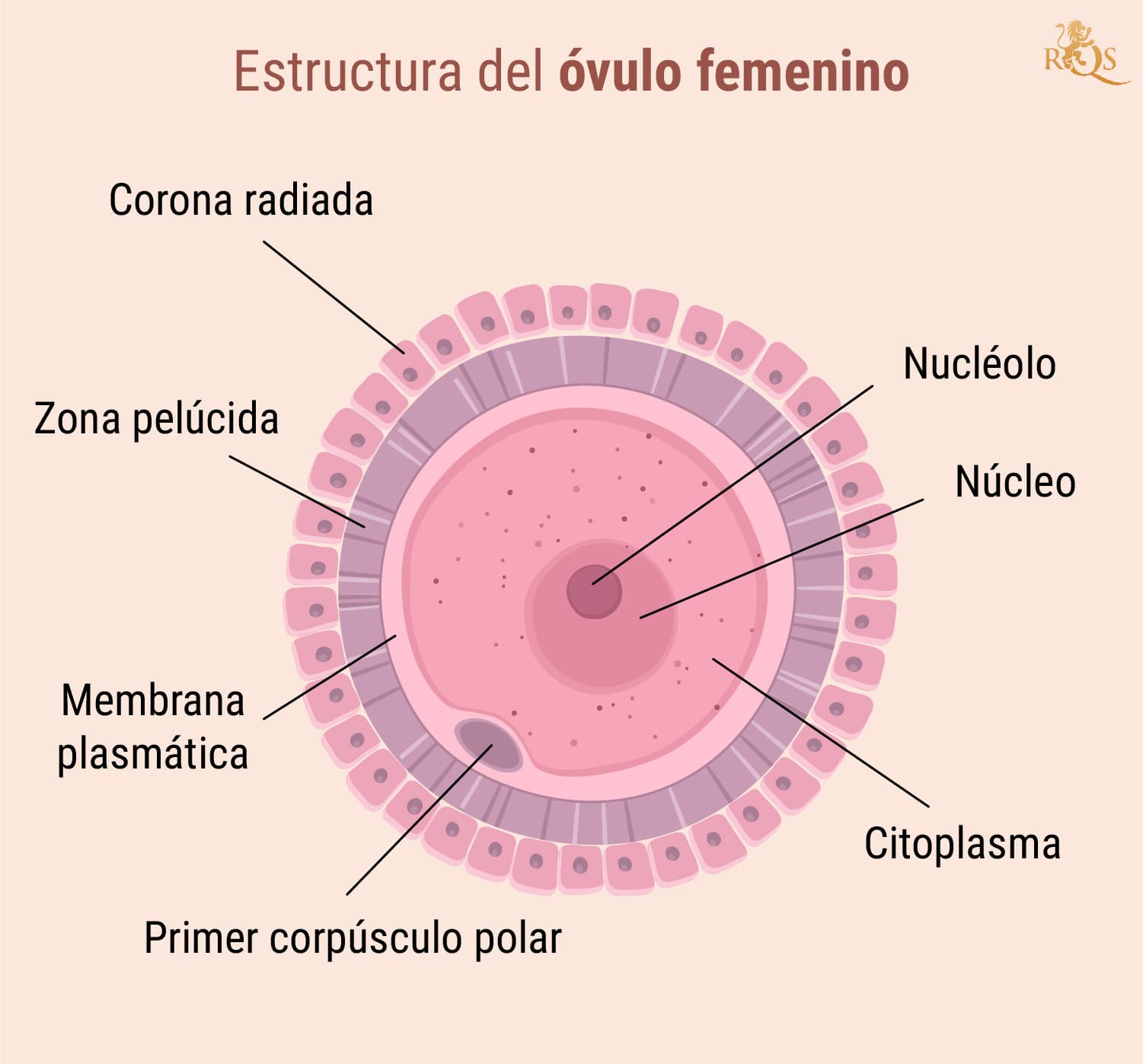 Fertilidad femenina