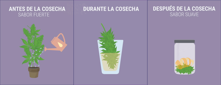 Cómo añadir sabor a la marihuana antes, durante y después de la cosecha Cómo añadir sabor a la marihuana antes, durante y después de la cosecha