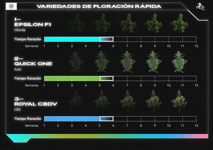 Top RQS Fast-Flowering Strains