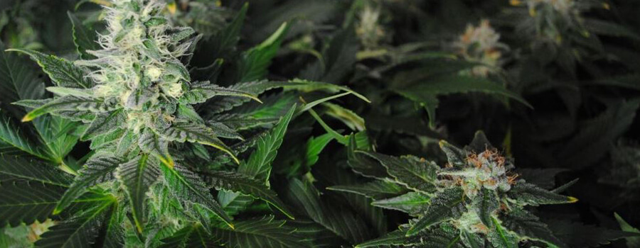 Fruit Spirit Cannabis Climas Cálidos Fruit Spirit Cannabis Climas Cálidos