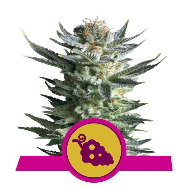 Comprar Feminized Fruit Spirit Cannabis Comprar Feminized Fruit Spirit Cannabis
