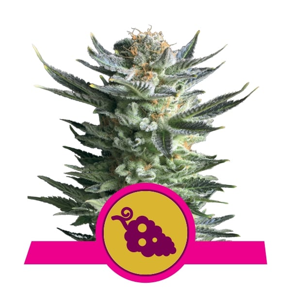 Semillas de marihuana: regulares vs feminizadas vs auto vs CBD