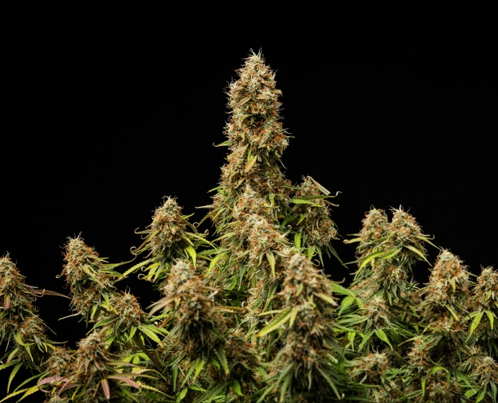 Flores densas y resinosas con una estructura completamente madura al final del ciclo