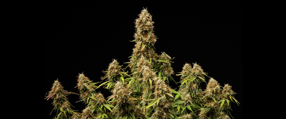 Flores densas y resinosas con una estructura completamente madura al final del ciclo