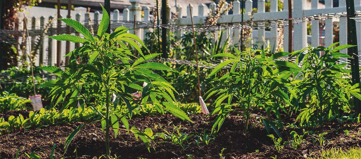 Cómo cultivar marihuana en interior sin luces