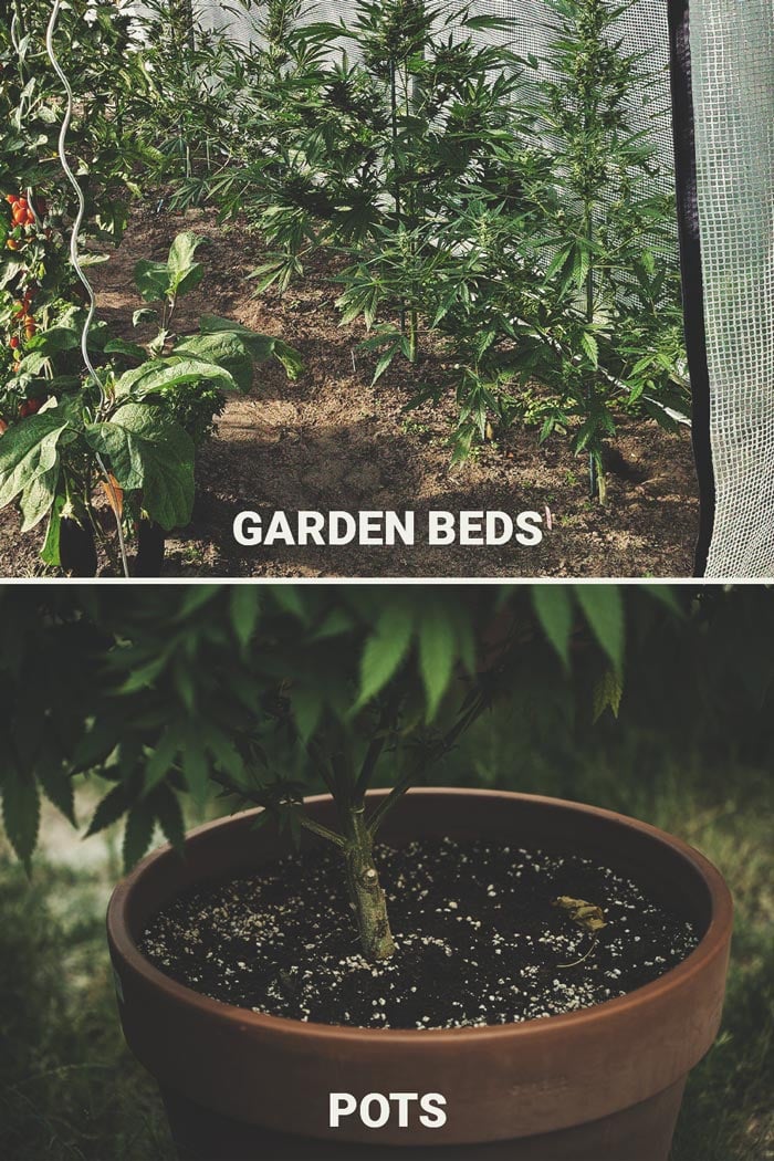 How To Grow Cannabis With Dense BudsCómo cultivar marihuana con cogollos densos
