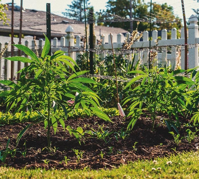 Cómo cultivar marihuana en interior sin luces