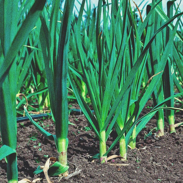 Cómo cultivar la mejor marihuana en un balcón o terraza