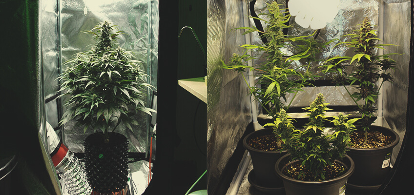 Conceptos básicos del microcultivo Conceptos básicos del microcultivo