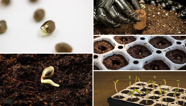 Cómo germinar semillas de marihuana - La Huerta Blog