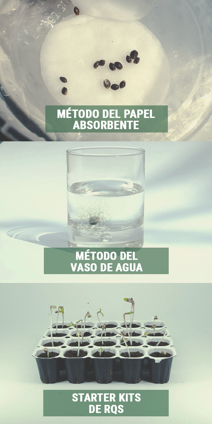PASO 2: UTILIZA TÉCNICAS DE GERMINACIÓN ADECUADAS PASO 2: UTILIZA TÉCNICAS DE GERMINACIÓN ADECUADAS