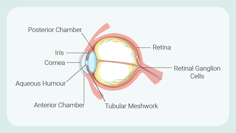 Parts of the eye