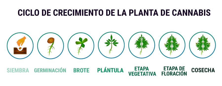 CICLO DE CRECIMIENTO DE LA PLANTA DE CANNABIS