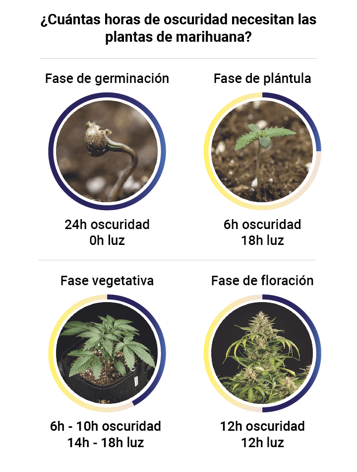 Darkness in cannabis plants