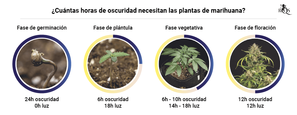 Darkness in cannabis plants