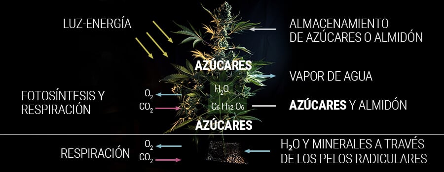 Cómo una planta de cannabis produce azúcar