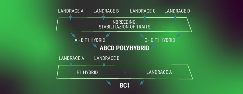 Understanding Cannabis Genetics Terminology