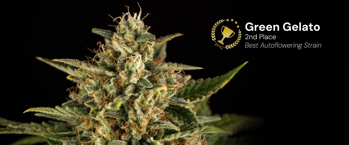 Cogollo de cannabis Green Gelato Auto premiado como mejor variedad autofloreciente en segundo lugar con flores densas y escarchadas y pistilos naranjas sobre fondo negro