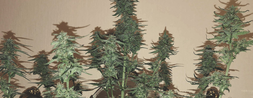 Green Gelato Automatic Green Gelato Automatic