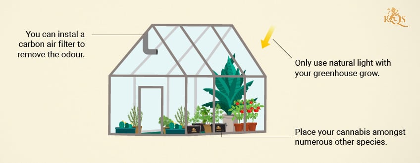 Oculta tus plantas en un invernadero