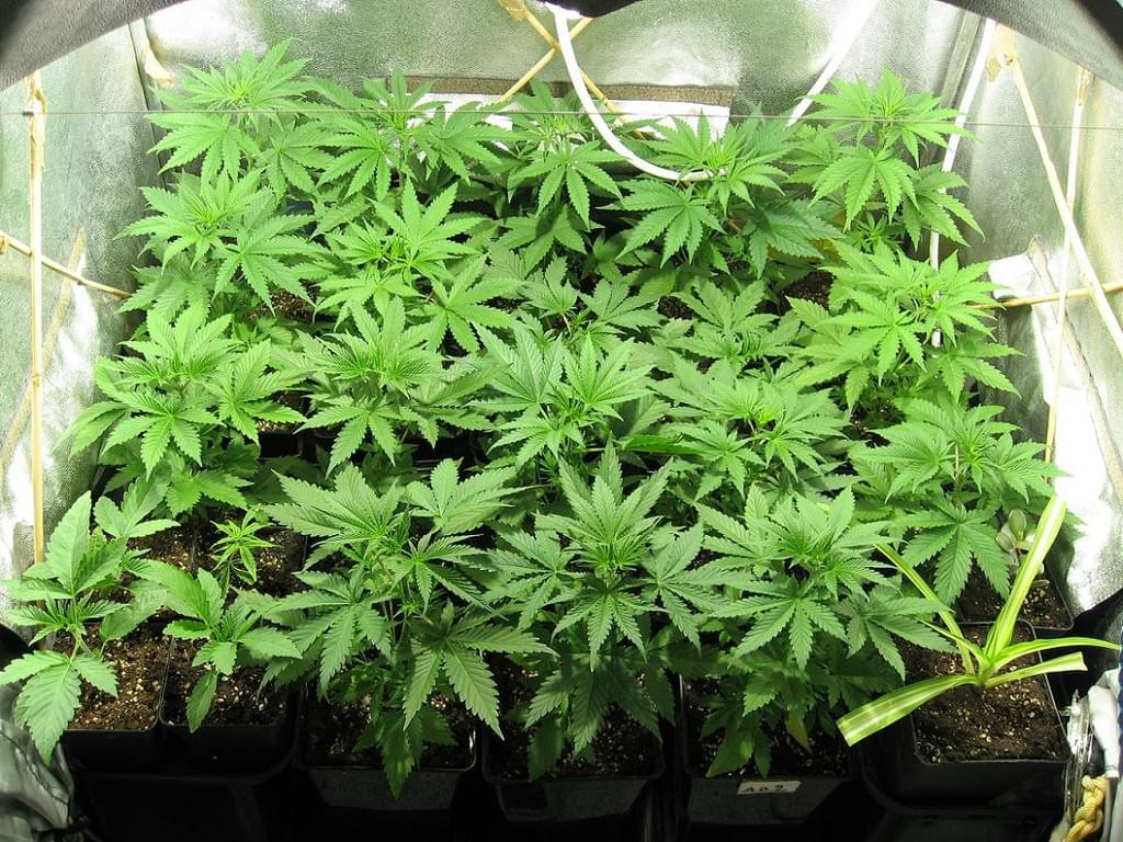 Cultivo de marihuana de interior Cultivo de marihuana de interior