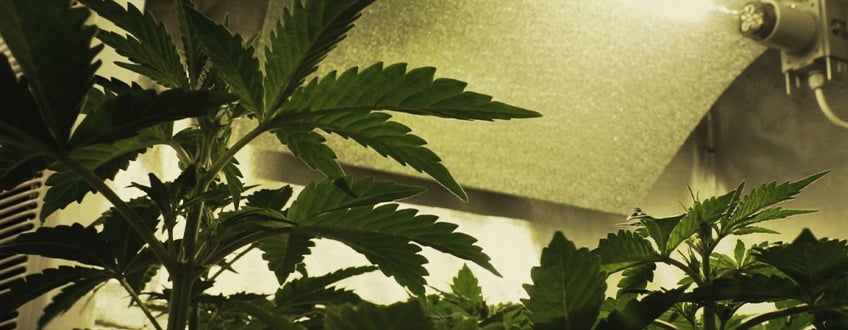 Construir tu sala de cultivo de cannabis