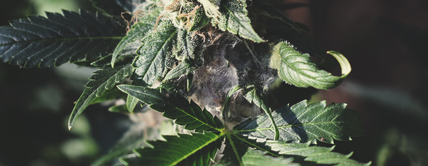 Cómo detectar hierba con moho mientras la cultivas Cómo detectar hierba con moho mientras la cultivas