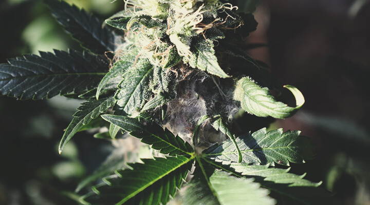 Cómo detectar hierba con moho mientras la cultivas Cómo detectar hierba con moho mientras la cultivas