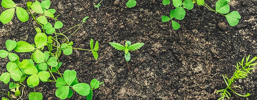 LA CADENA TRÓFICA DEL SUELO Y LA INTELIGENCIA DE LAS PLANTAS