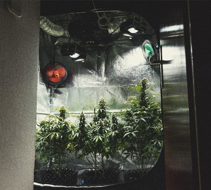 Todo lo que debes saber sobre los armarios de cultivo de cannabis