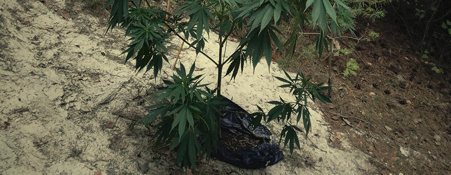 Guerrilla Cannabis Plantación Guerrilla Cannabis Plantación