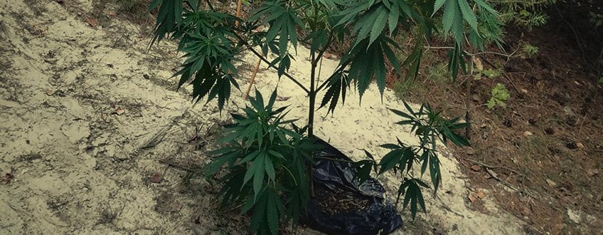 Guerrilla Cannabis Plantación 