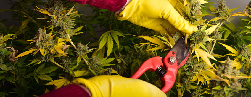 Corte de cannabis