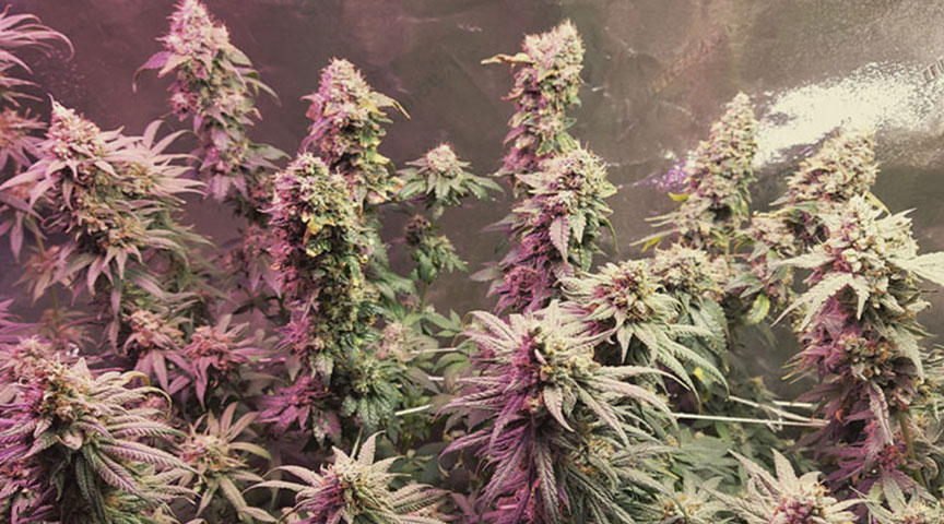 Haze Berry Haze Berry