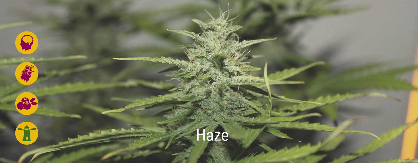 Las mejores variedades de marihuana Haze
