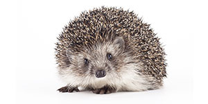 Hedgehog