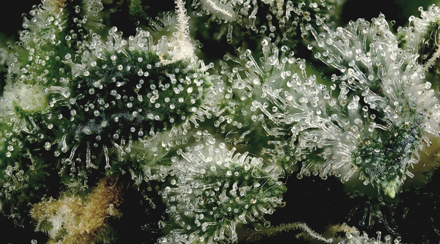 Cannabinoides